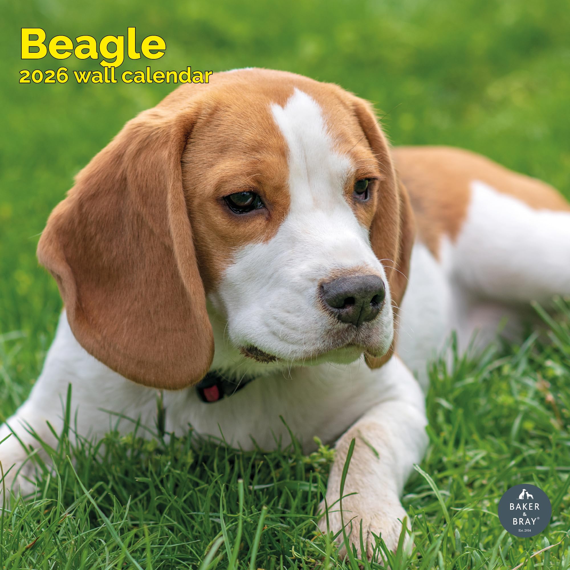 Beagle Calendar 2026