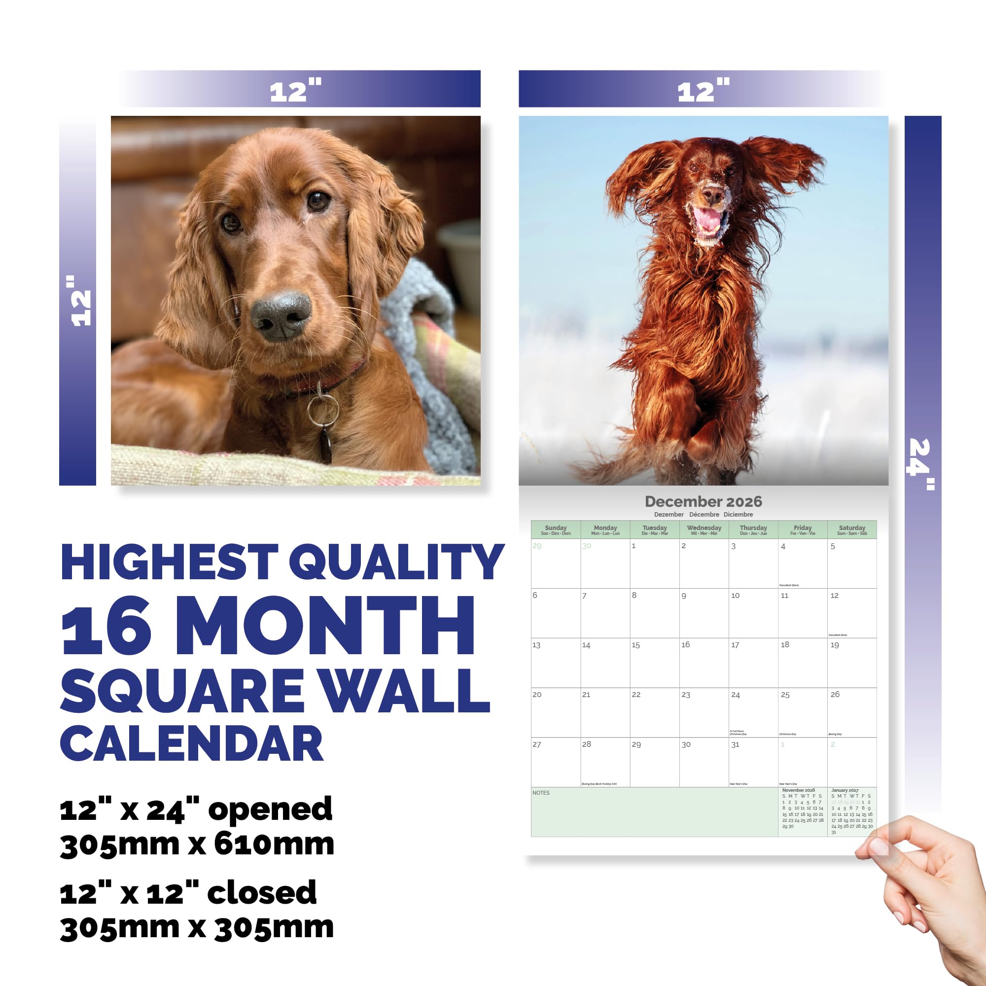 Irish Setter Calendar 2026
