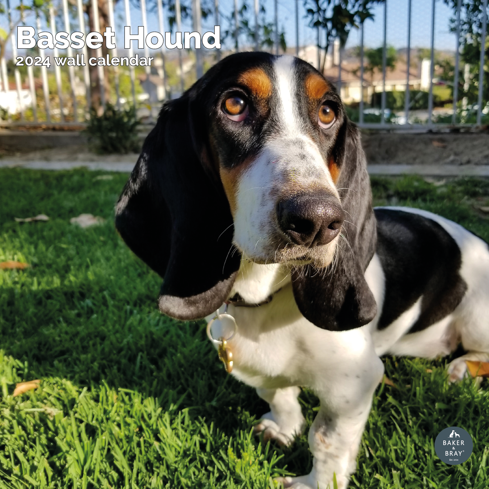 Basset Hound Calendar 2024