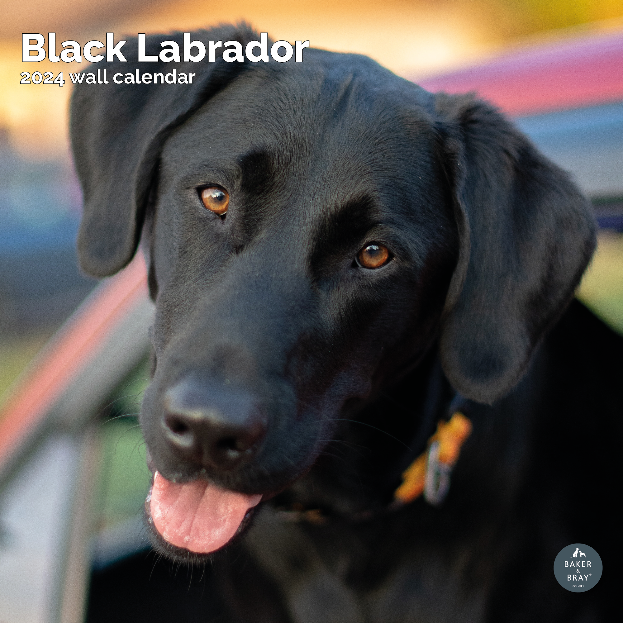 Black Labrador Retriever Calendar 2024