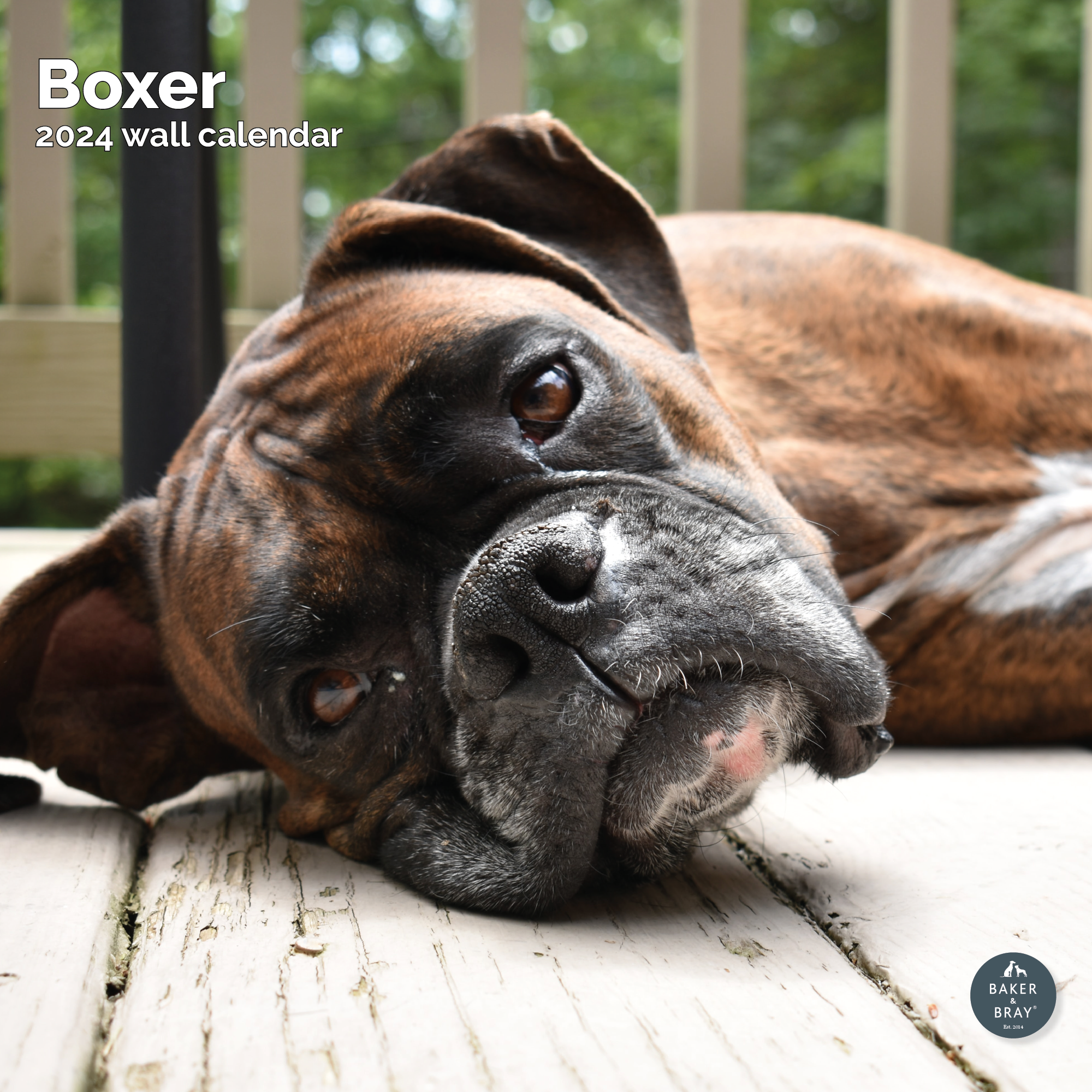 Boxer Calendar 2024