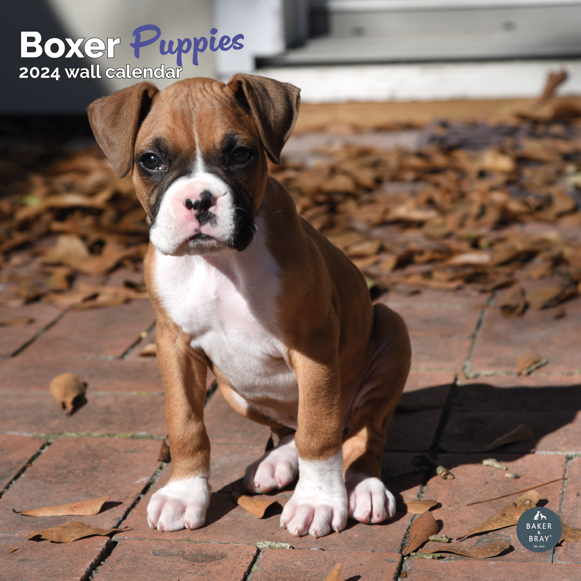 Boxer puppies Calendar 2024