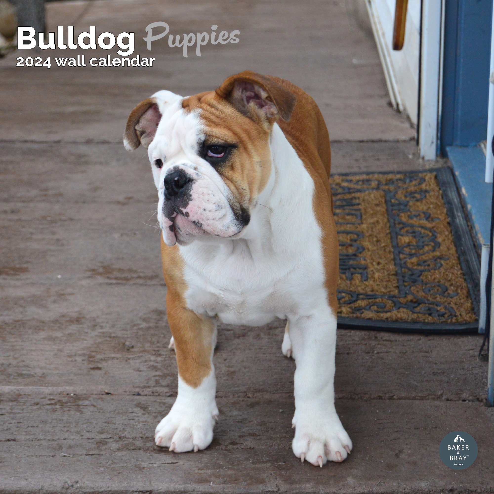 Bulldog Puppies Calendar 2024