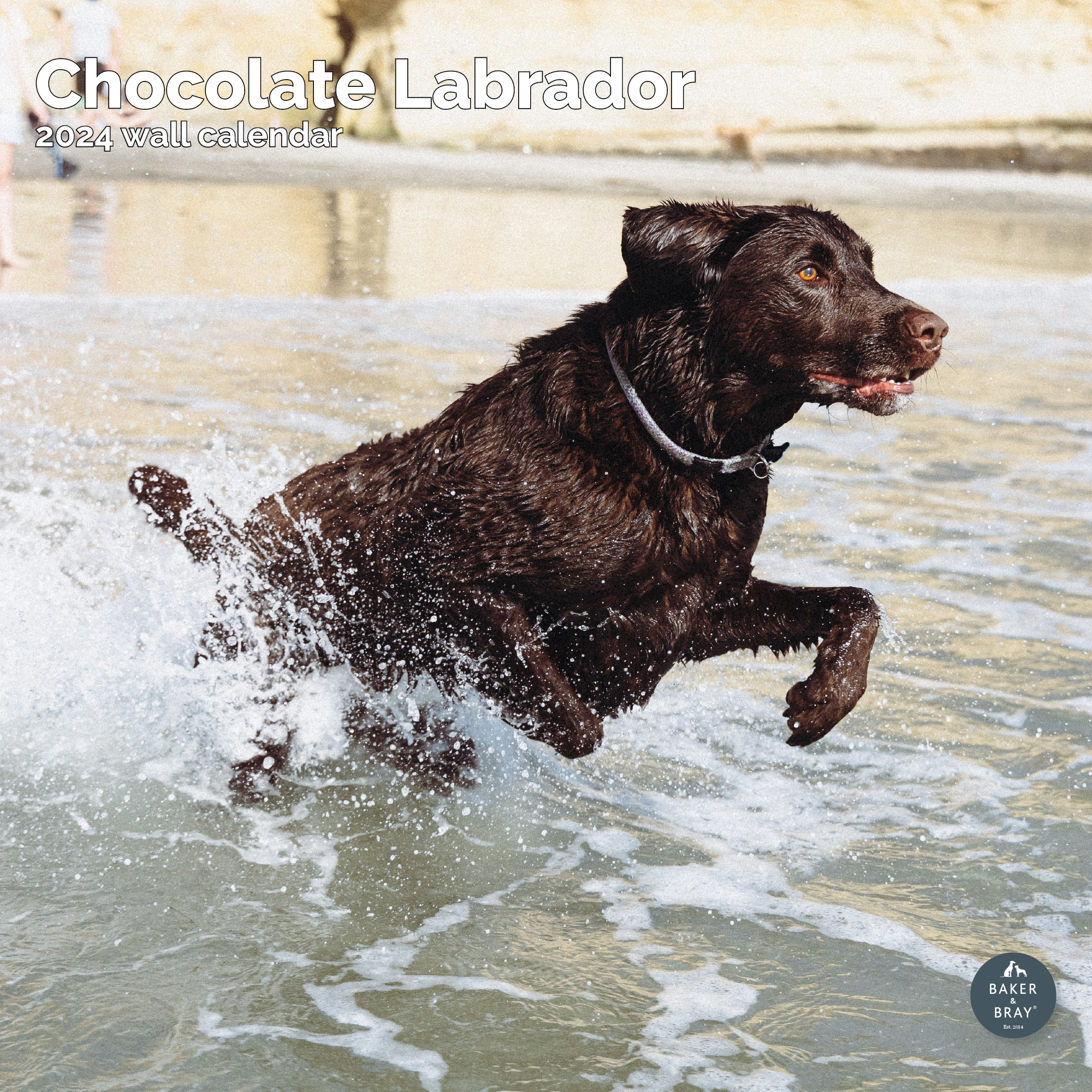 Chocolate Labrador Retriever Calendar 2024