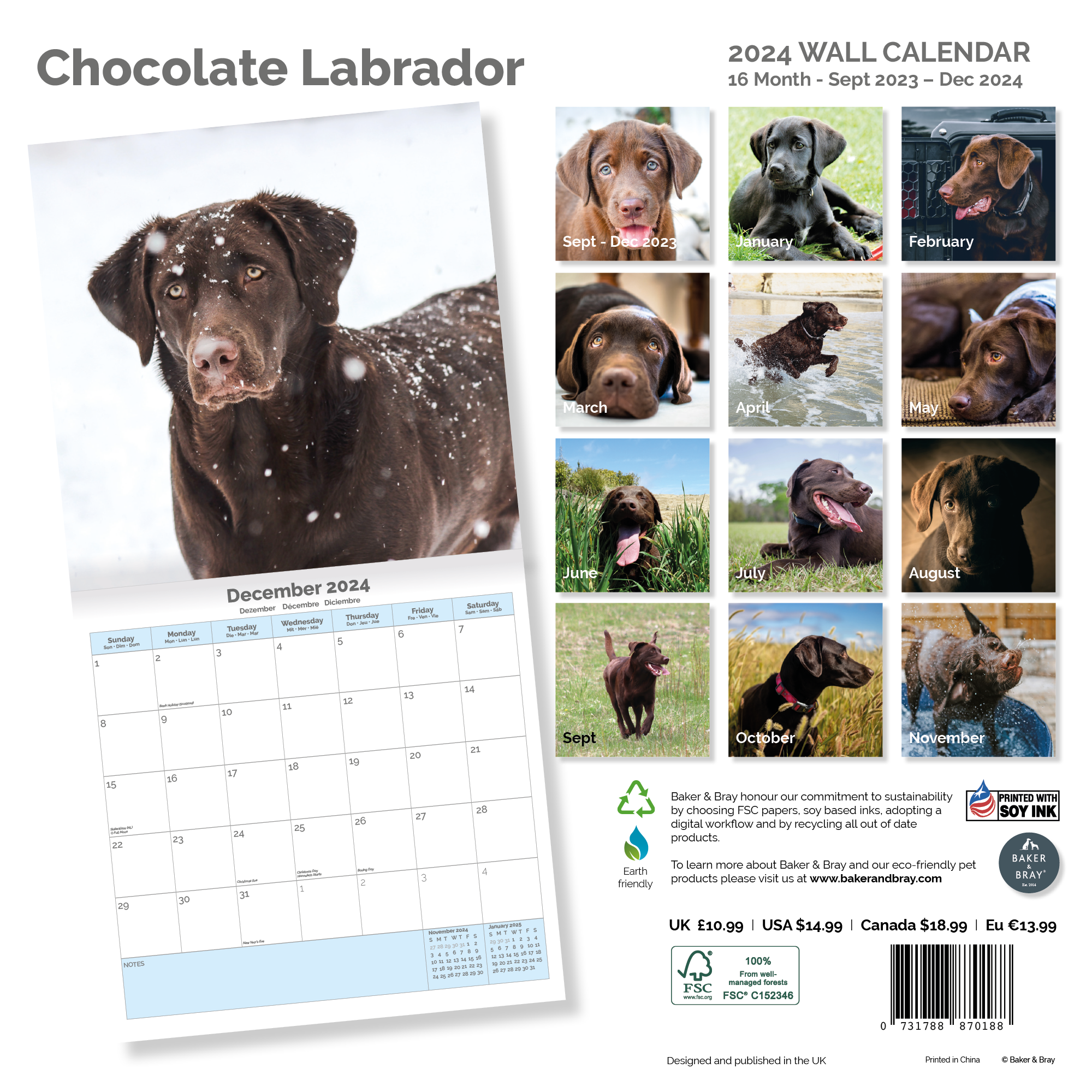 Chocolate Labrador Retriever Calendar 2024