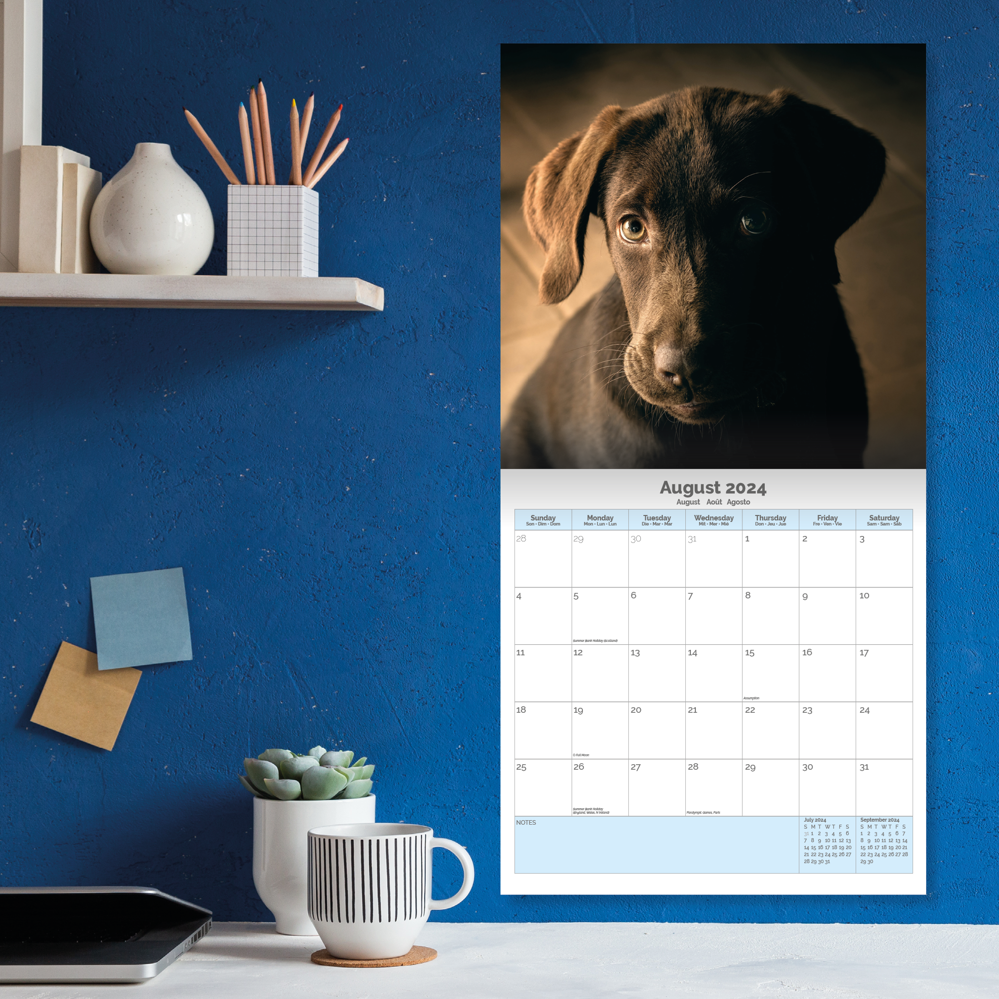 Chocolate Labrador Retriever Calendar 2024