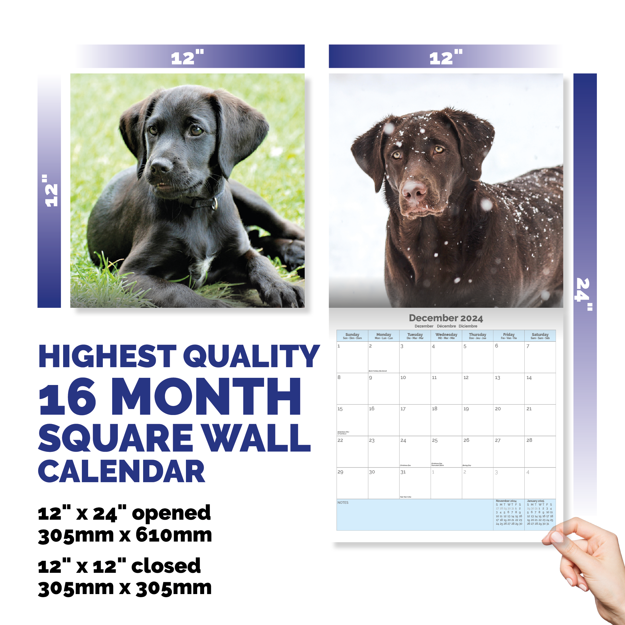 Chocolate Labrador Retriever Calendar 2024