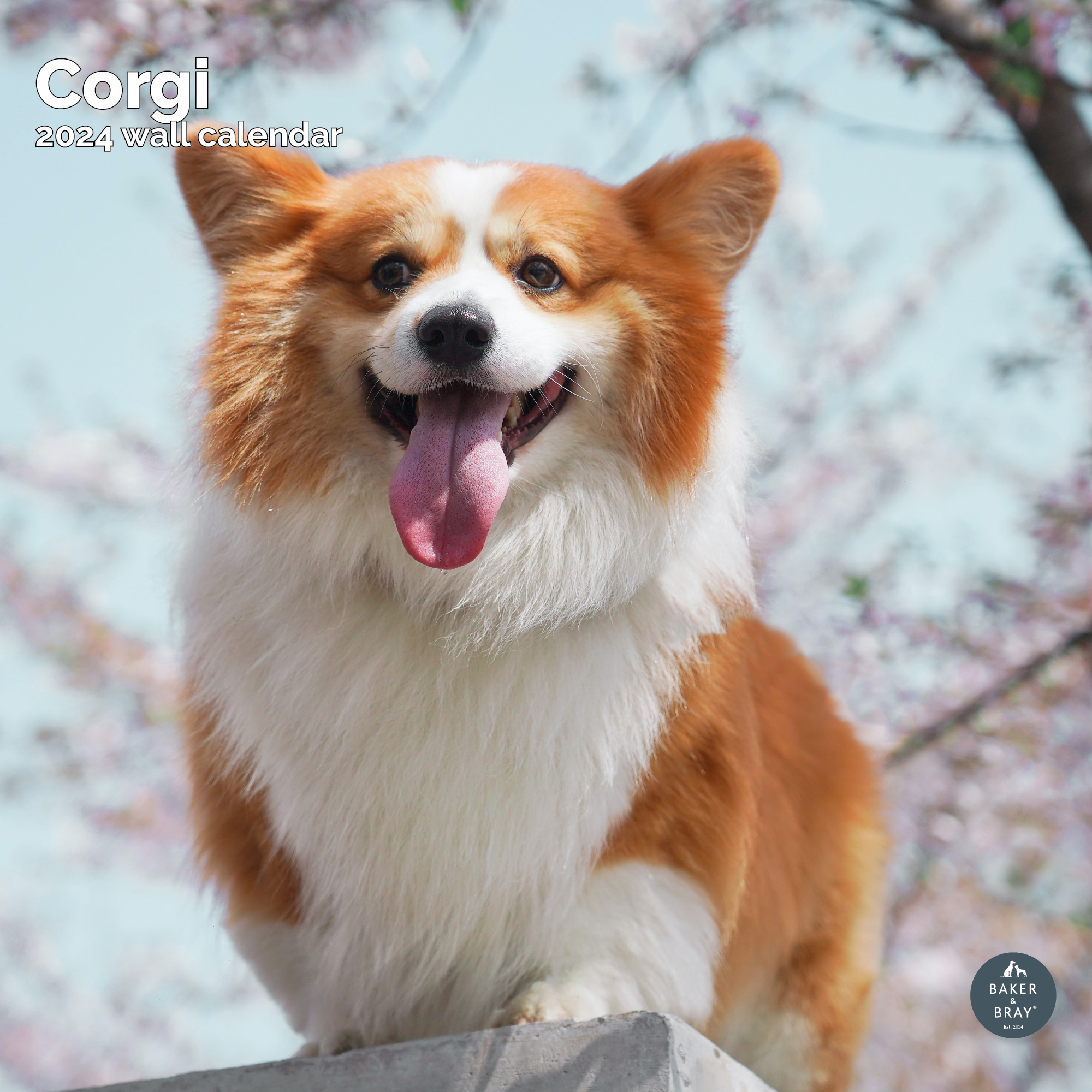 Corgi Calendar 2024