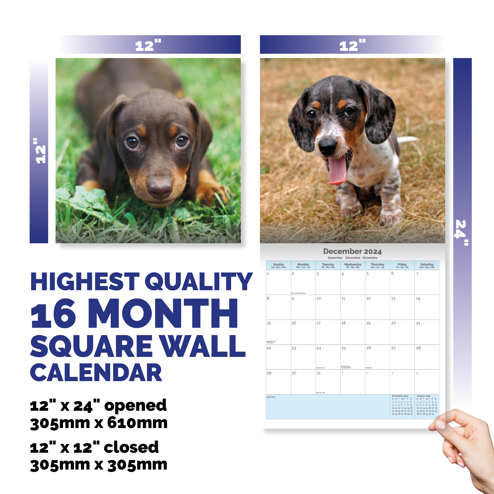 Dachshund Puppies Calendar 2024