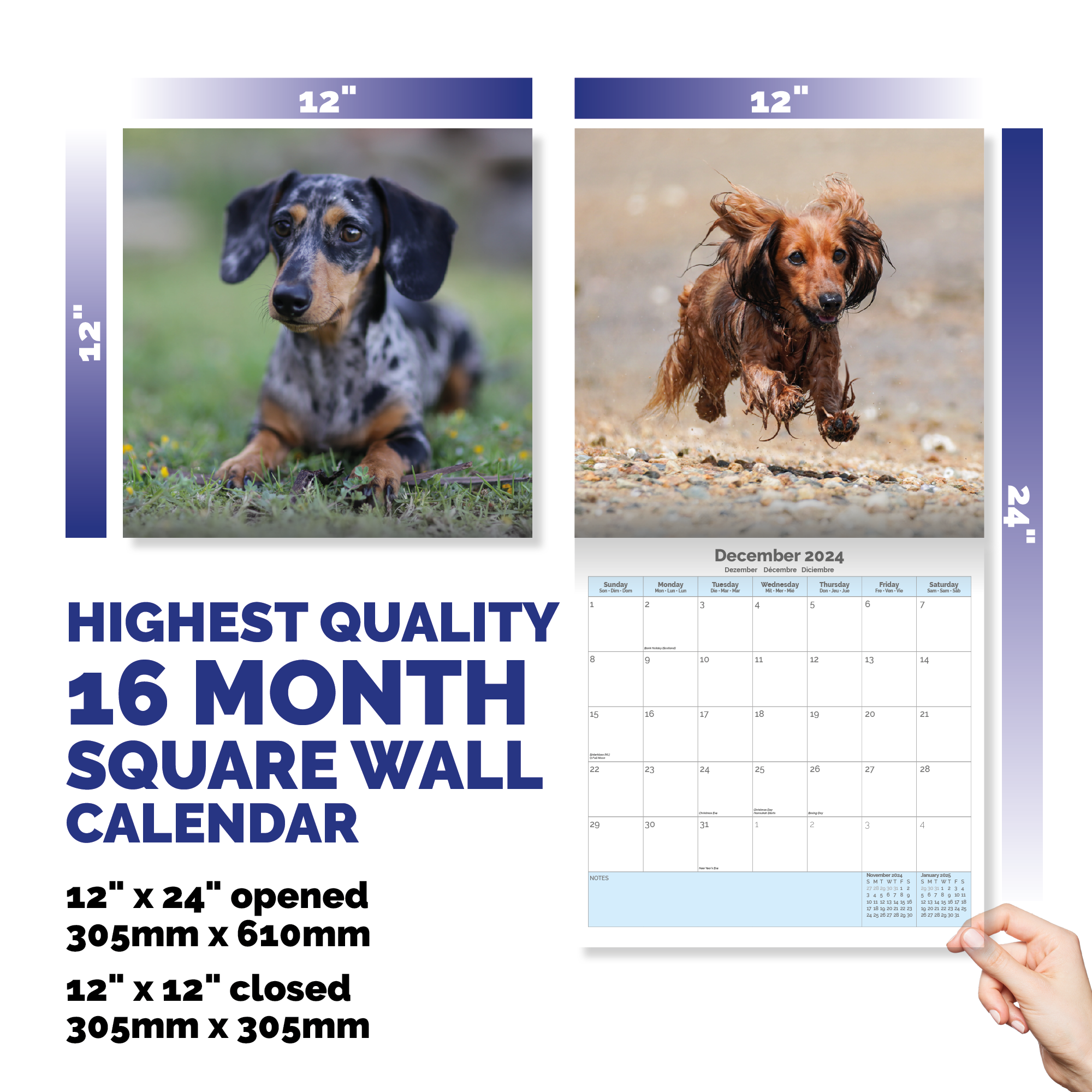 Dachshund Calendar 2024