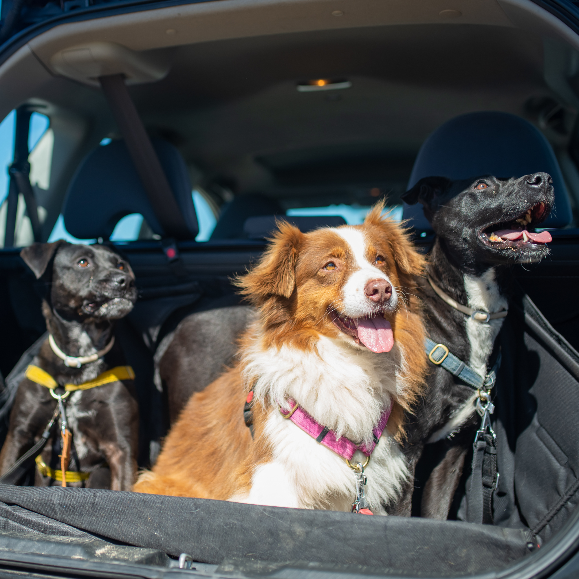 Dog Travel Blanket / Car Blanket