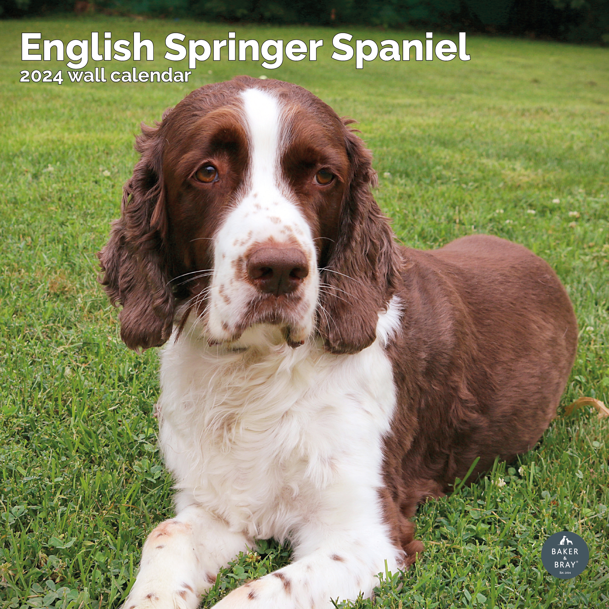 English Springer Spaniel Calendar 2024
