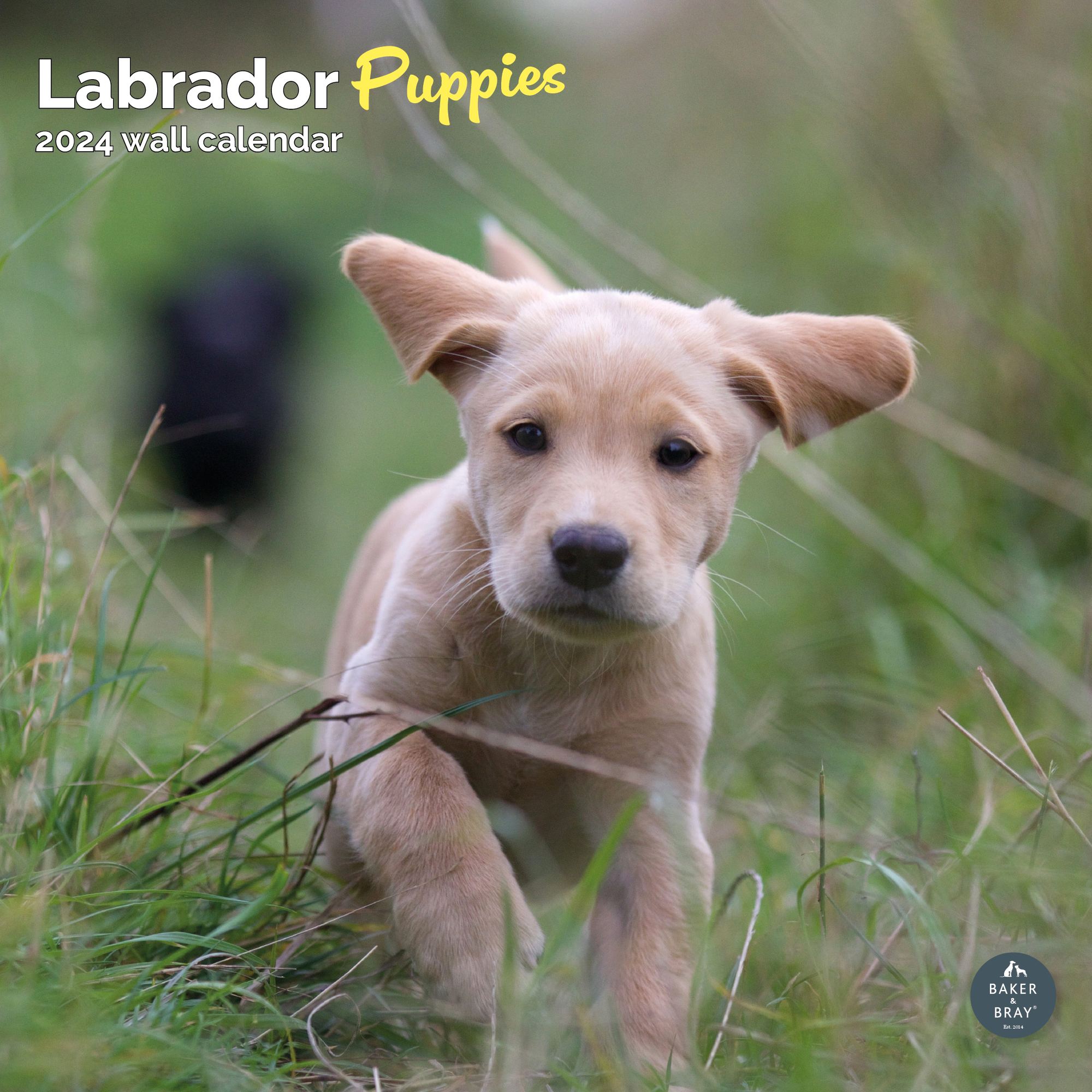 Labrador Puppies Calendar 2024