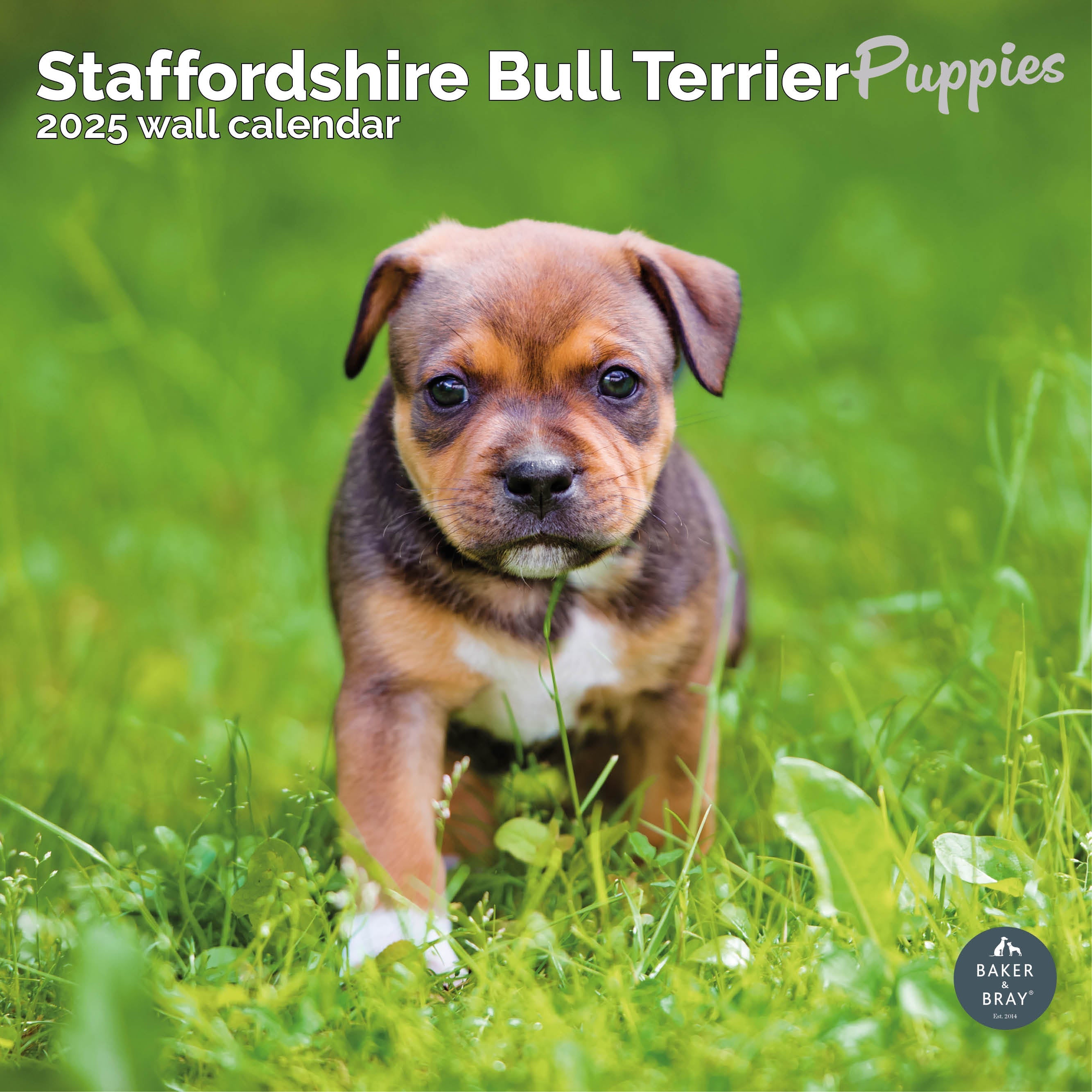 Bull Staffinger Terrier English Staffordshire Terrier For Sale