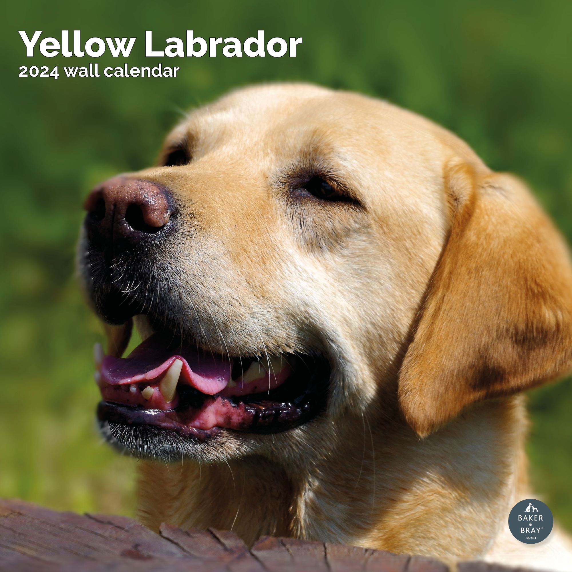 Yellow Labrador Retriever Calendar 2024