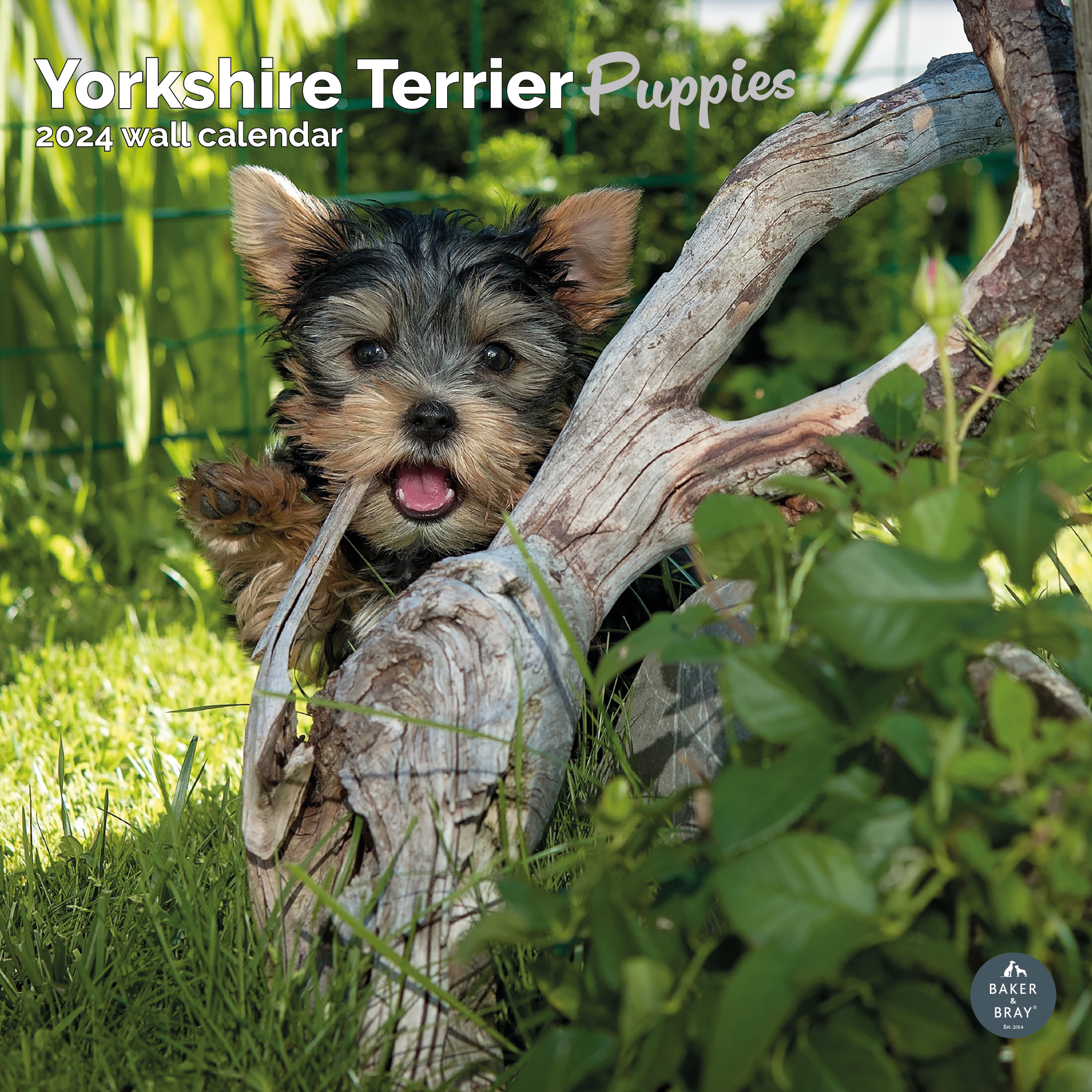 Yorkshire Terrier Puppies Calendar 2024