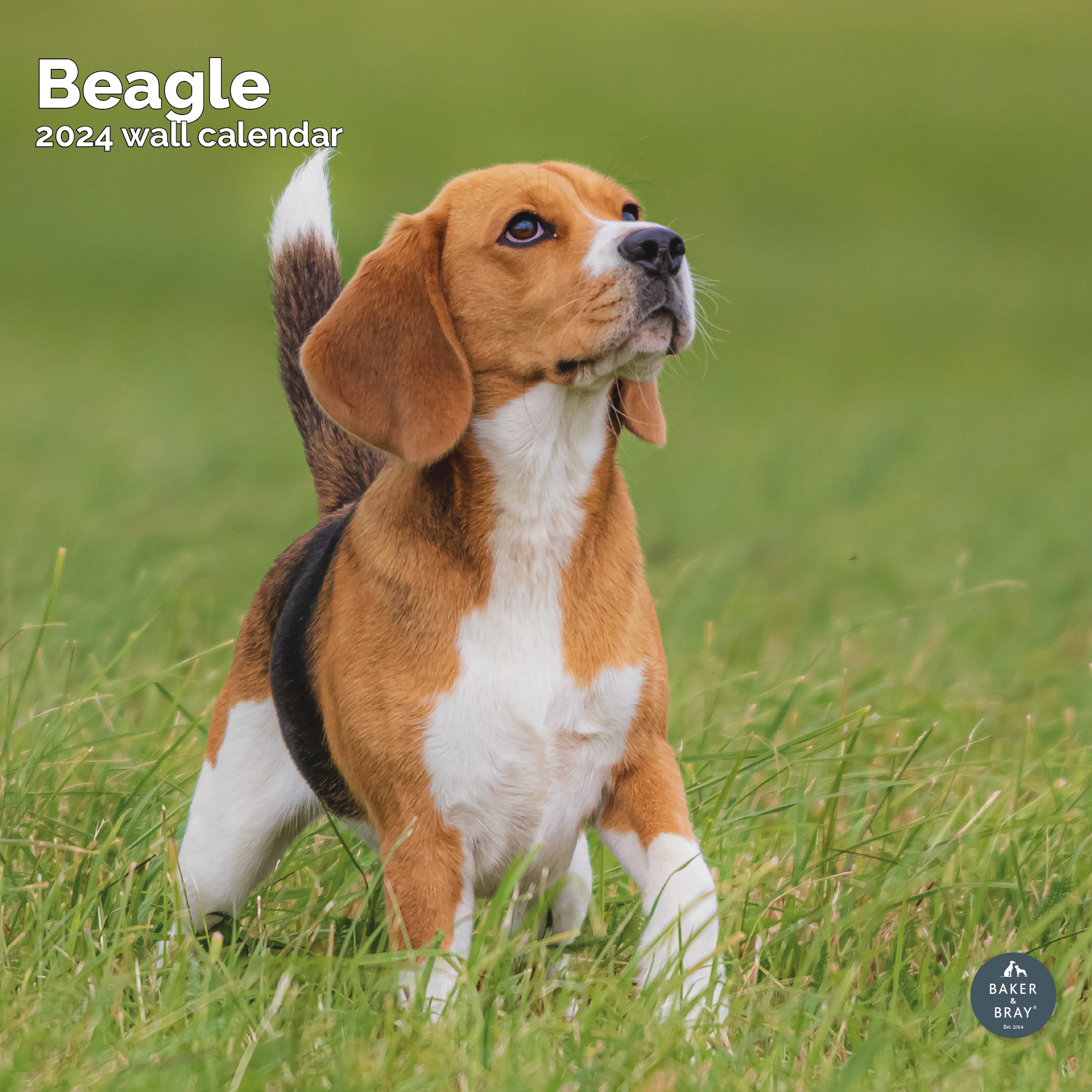 Beagle Calendar 2024