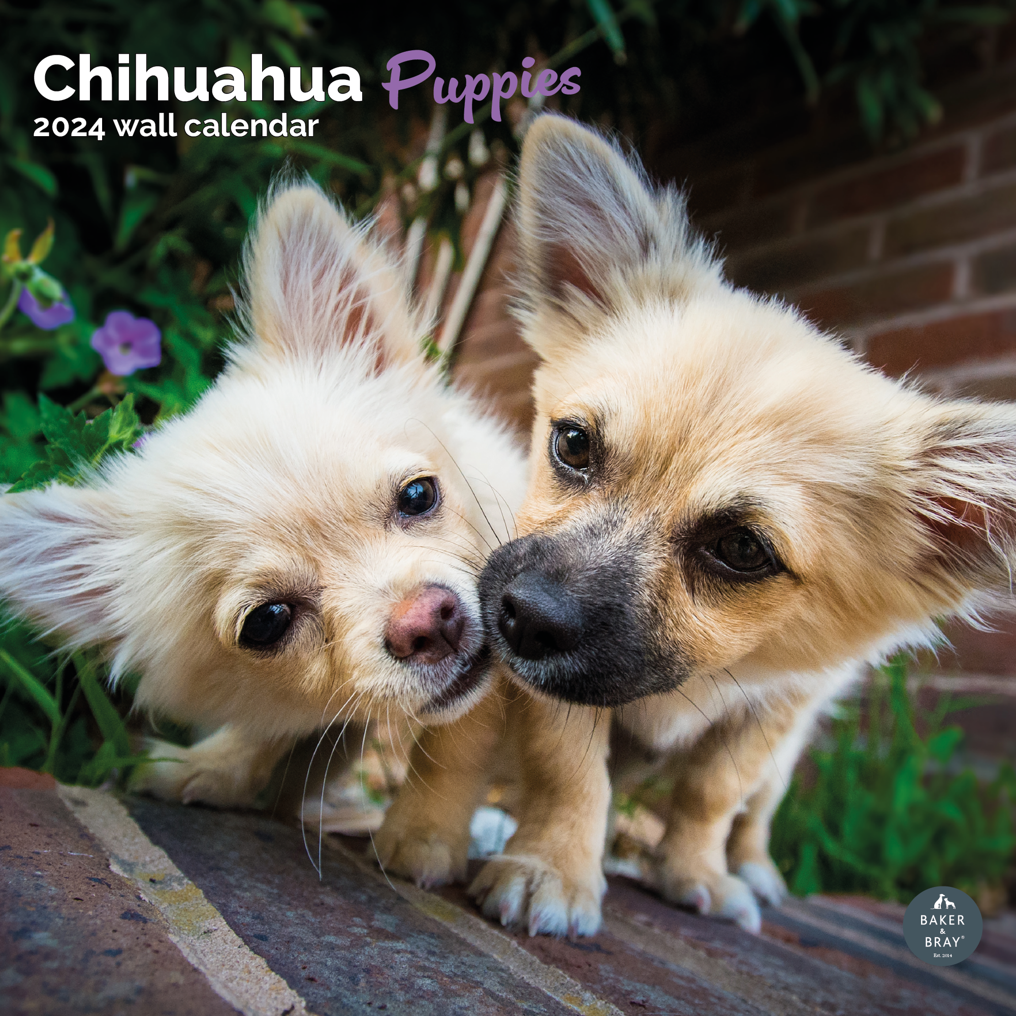 Chihuahua Puppies Calendar 2024