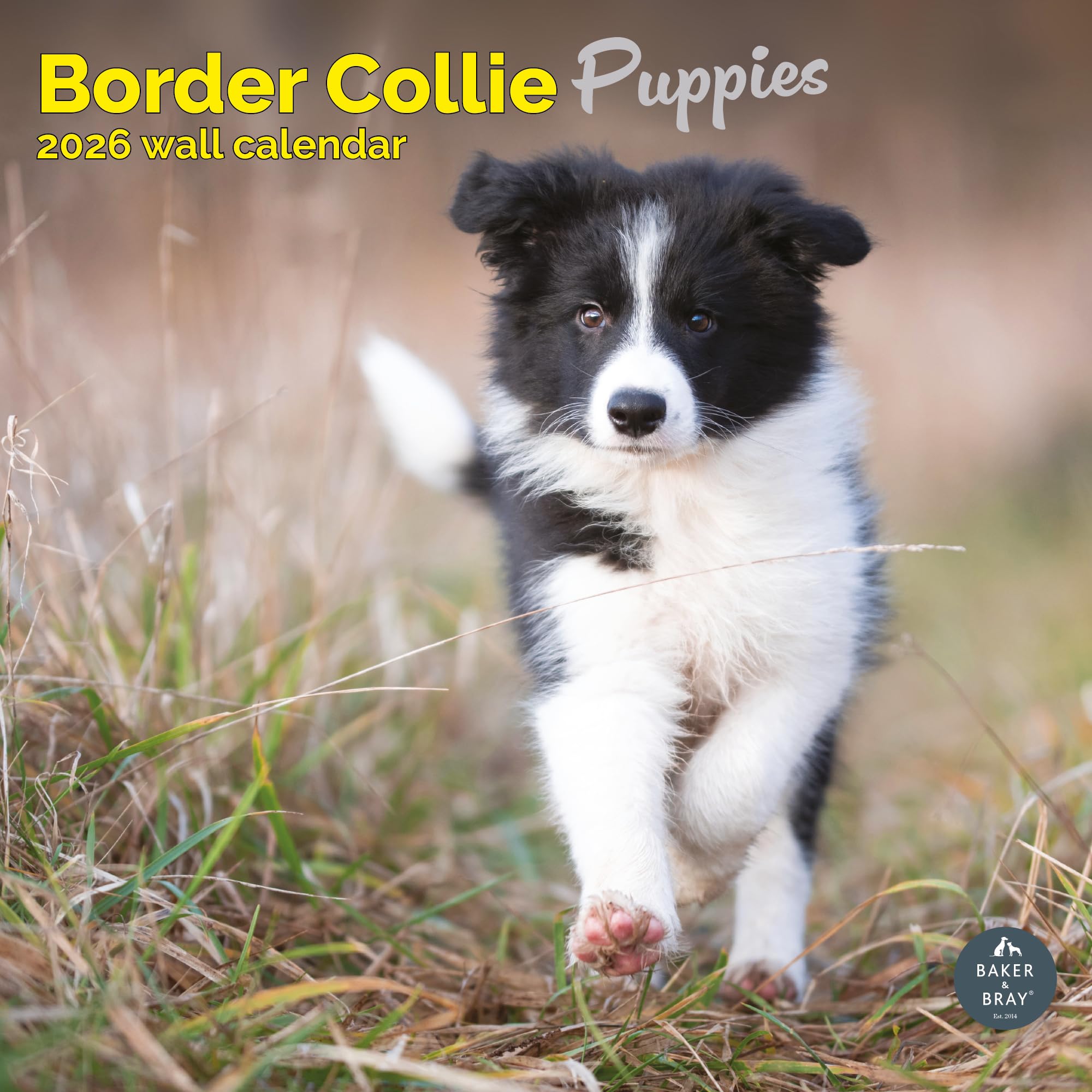 Border Collie Puppies Calendar 2026