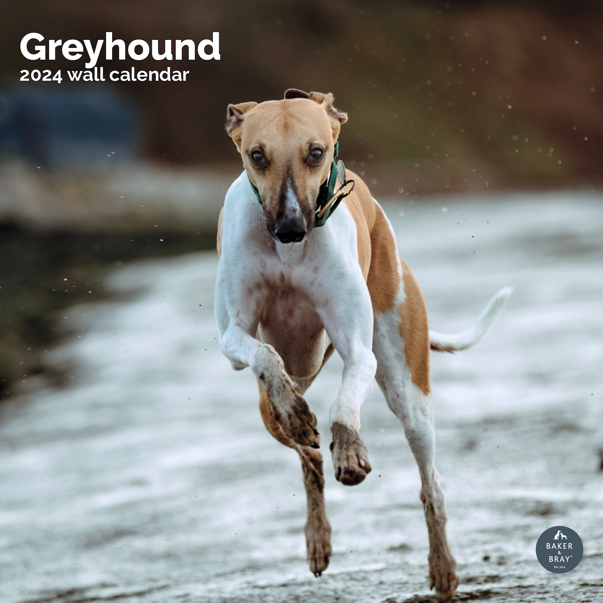 Greyhound Calendar 2024