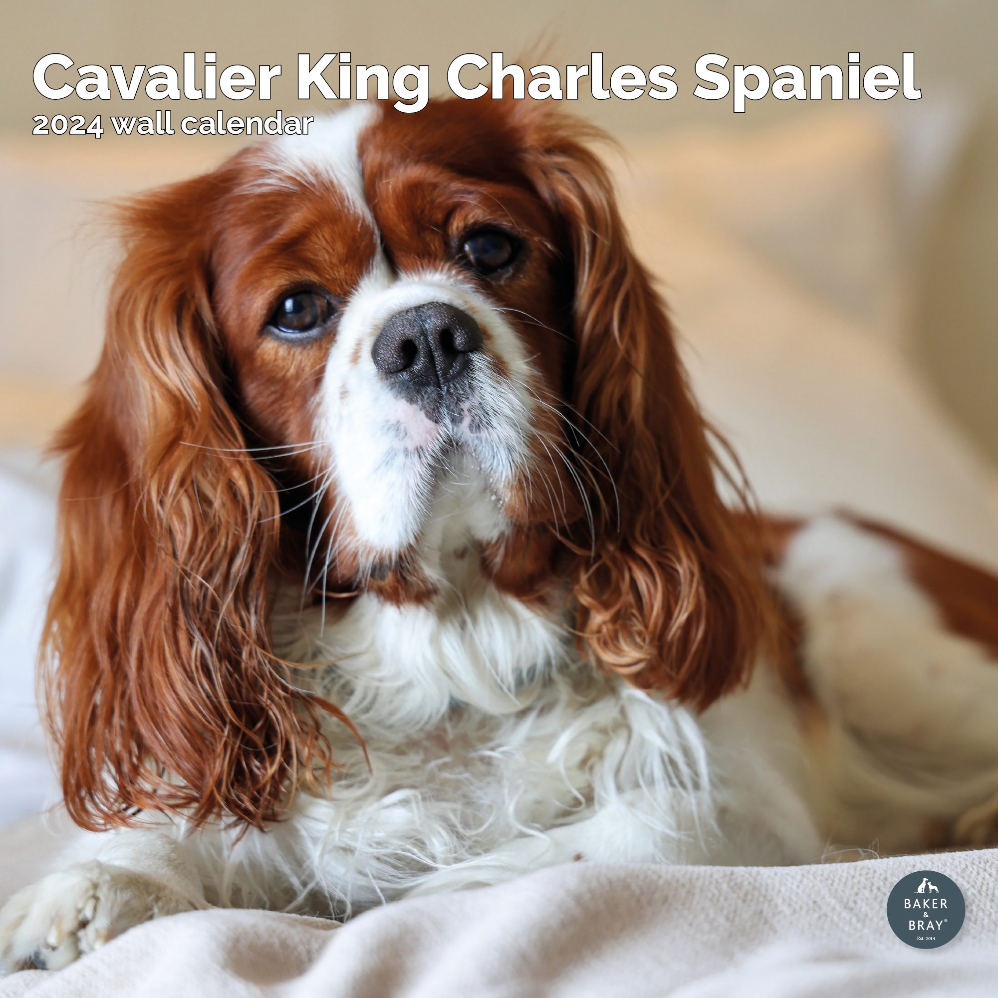 Cavalier King Charles Spaniel Calendar 2024