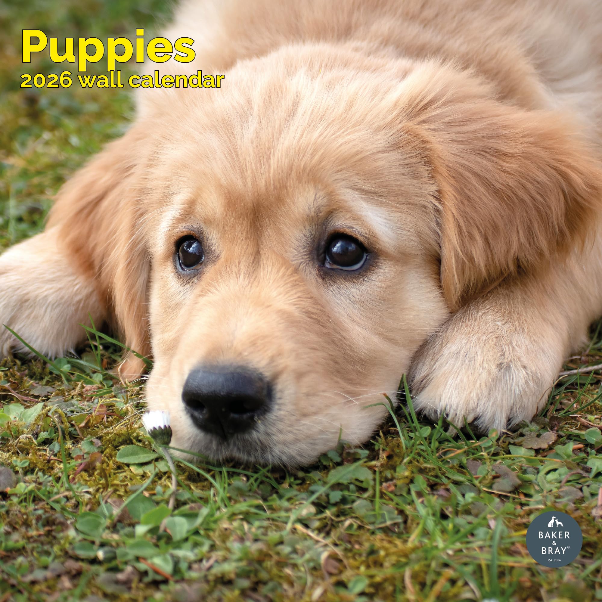 Puppies Calendar 2026