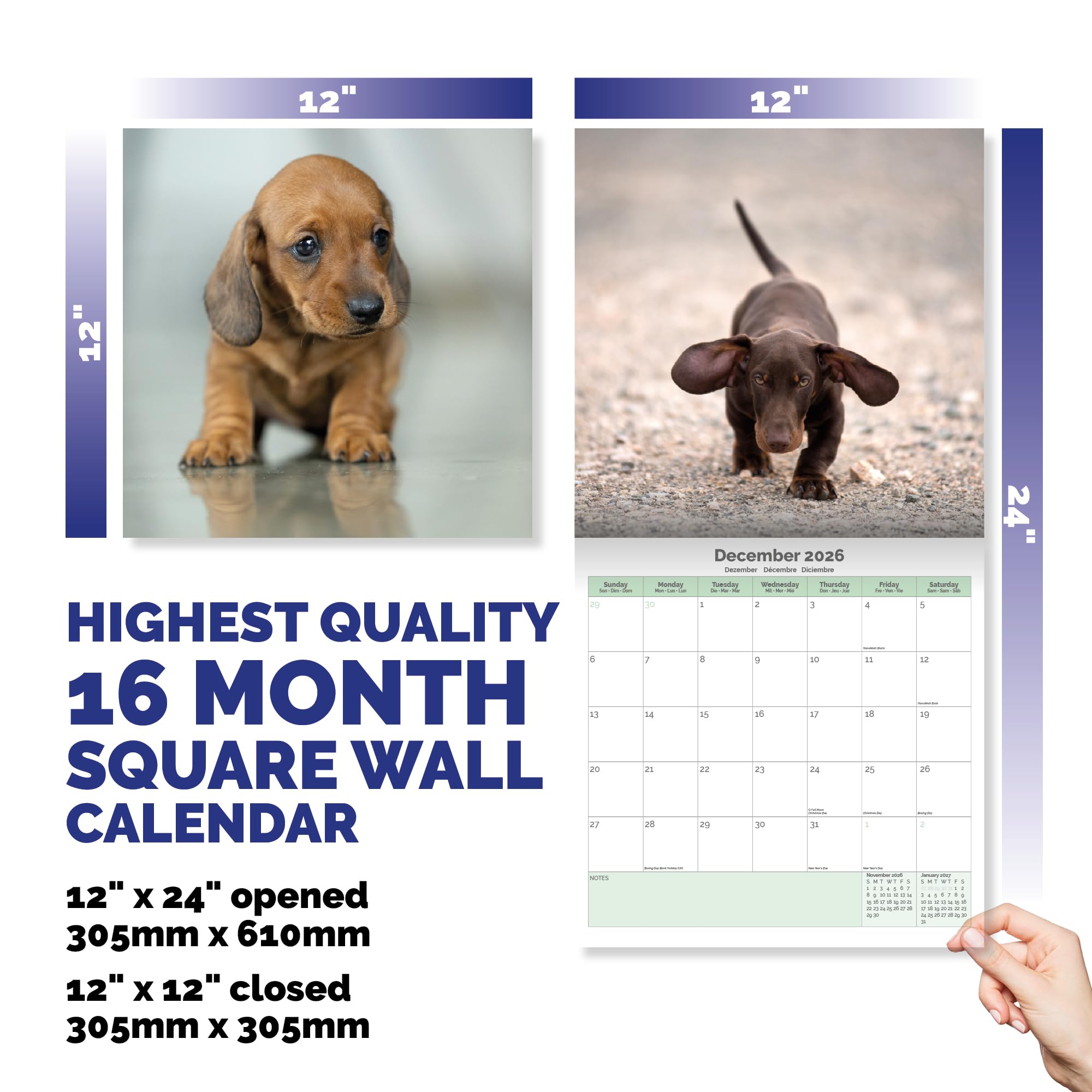Dachshund Puppies Calendar 2026