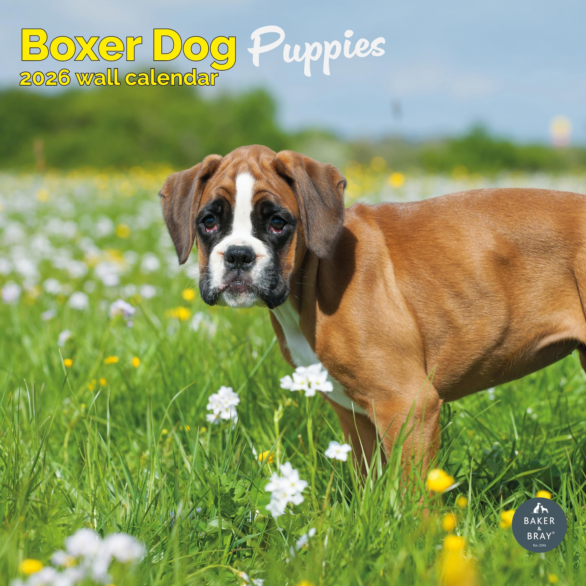 Boxer Dog Puppies Calendar 2026