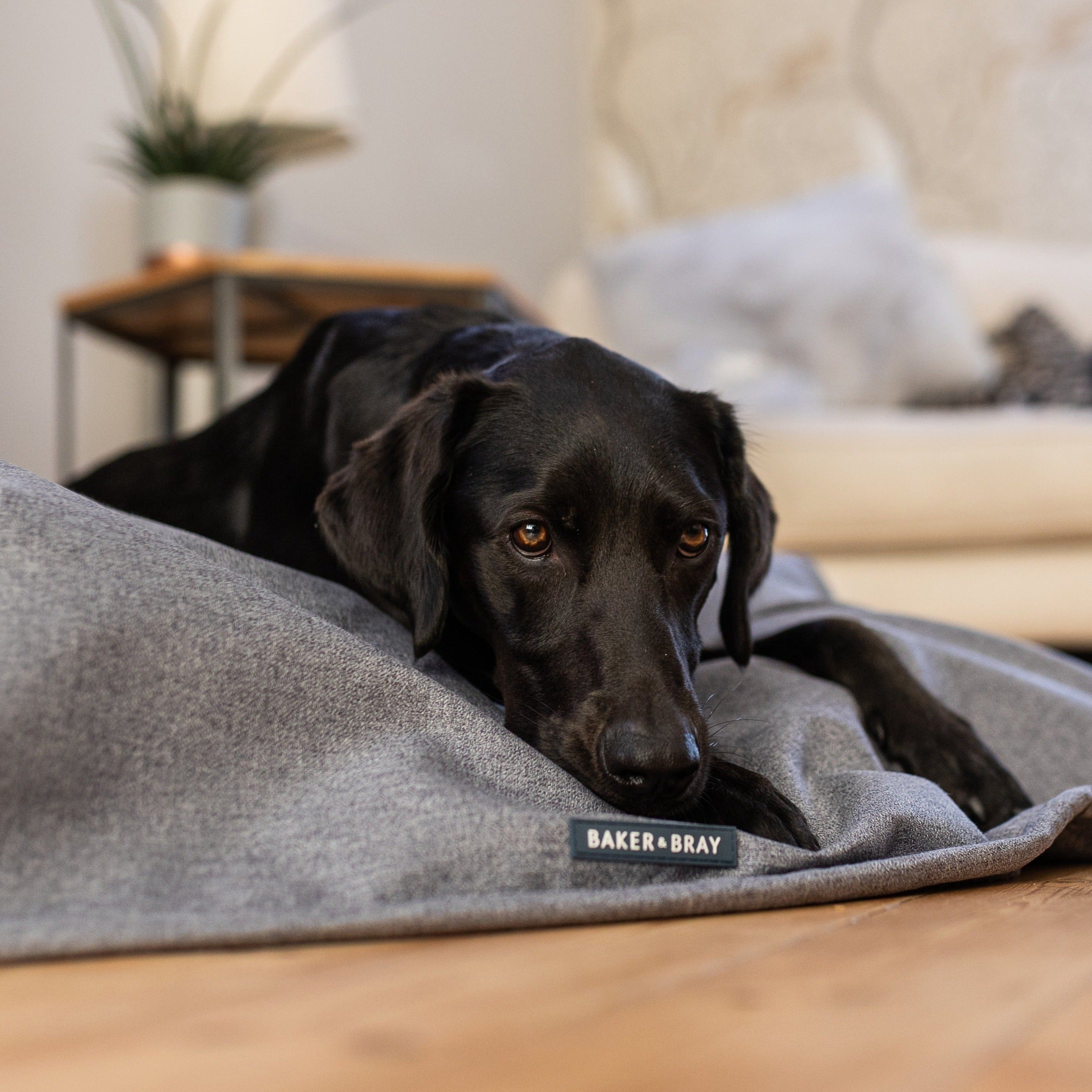 Temperature Regulating Dog Throw Blanket