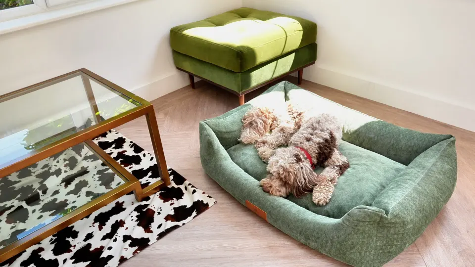 A dog asleep on The Ultimate in Sage Green, at home